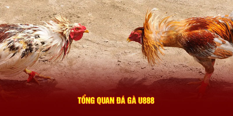 Sảnh đá gà tạo nên sân chơi danh giá, uy tín hàng đầu thị trường